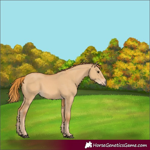Horse Color:Unknown 