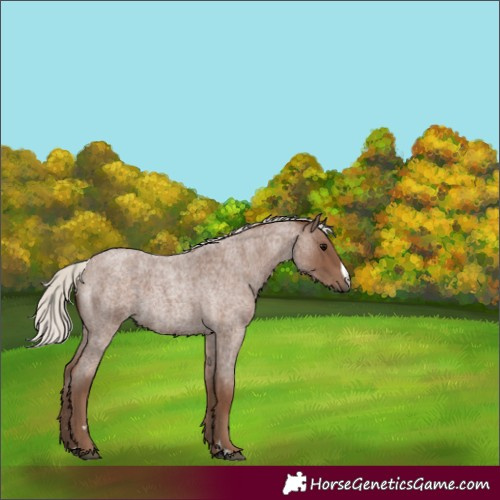 Horse Color:Unknown 