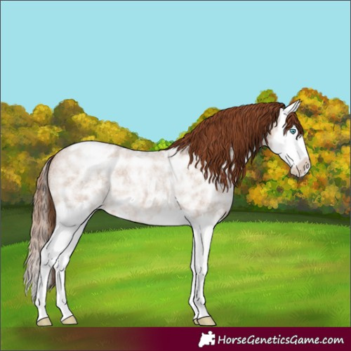 Horse Color:Red Dun Ice Roan Splash Appaloosa 