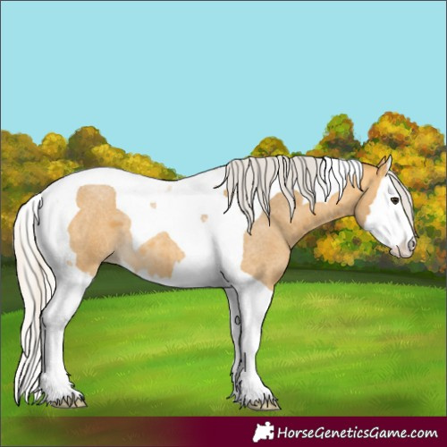 Horse Color:Silver Buckskin Roan Splash Tobiano