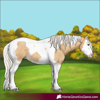 Horse Color:Silver Buckskin Roan Splash Tobiano 