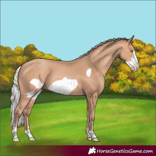 Horse Color:Silver Amber Champagne Frame 