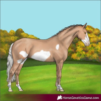Horse Color:Silver Amber Champagne Frame