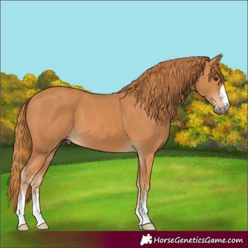 Horse Color:Chestnut 