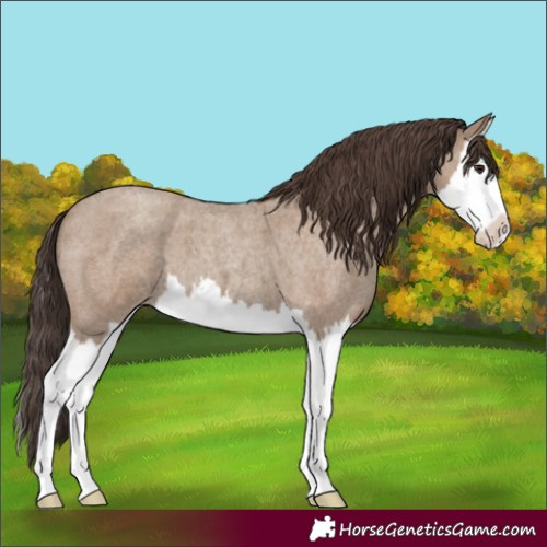 Horse Color:Classic Champagne Roan Splash 