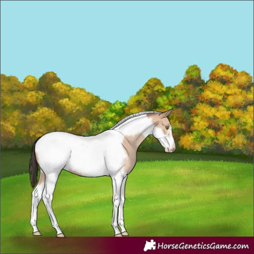 Horse Color:Amber Champagne Tobiano Frame 