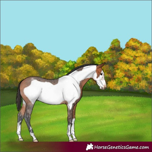 Horse Color:Bay Frame 