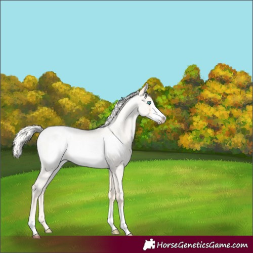 Horse Color:Silver Buckskin Roan Pearl Dun Frame Appaloosa 