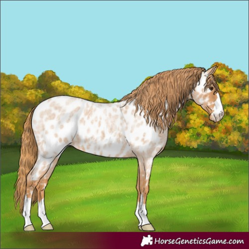 Horse Color:Red Roan Appaloosa 