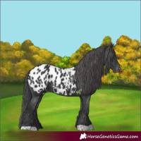 Horse Color:Black Appaloosa