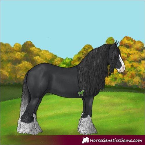 Horse Color:Black Splash 