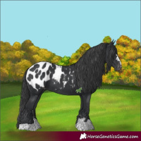 Horse Color:Black Appaloosa