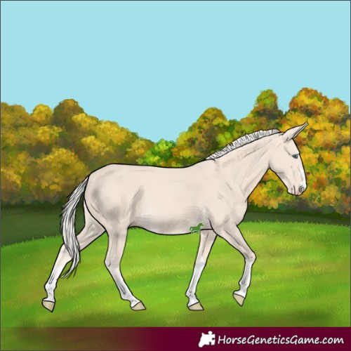Horse Color:Cremello 