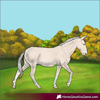 Horse Color:Cremello