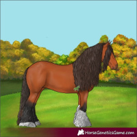 Horse Color:Bay Tobiano 