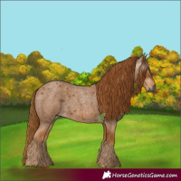 Horse Color:Gray Red Roan 