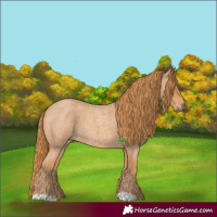 Horse Color:Red Roan 