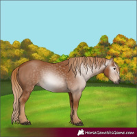 Horse Color:Gray Chestnut Rabicano 