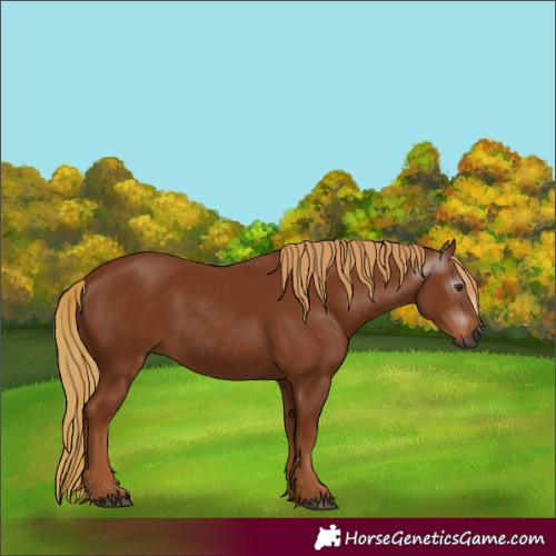 Horse Color:Gray Chestnut Rabicano