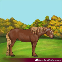 Horse Color:Gray Chestnut Rabicano