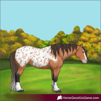 Horse Color:Bay Splash Appaloosa 