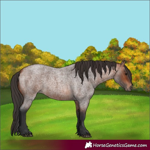 Horse Color:Bay Roan 