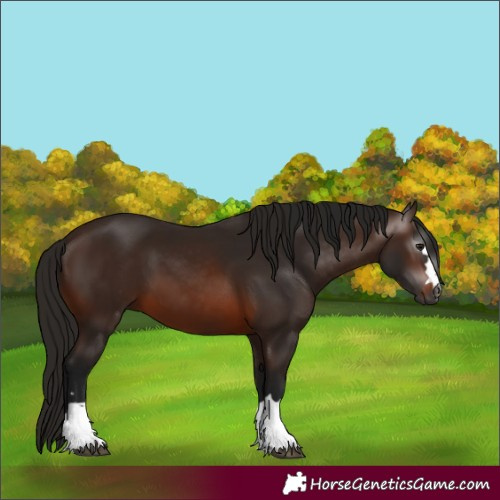 Horse Color:Gray Bay 