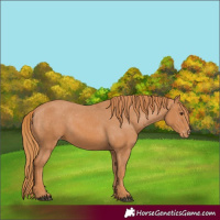 Horse Color:Chestnut Appaloosa 