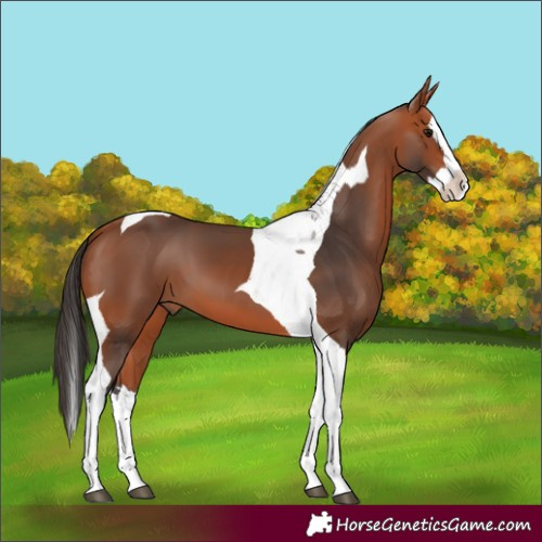 Horse Color:Bay Splash Tobiano 