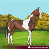 Horse Color:Bay Splash Tobiano