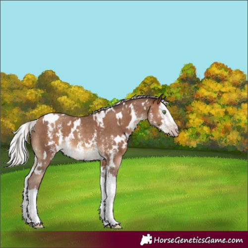 Horse Color:Gray White Spotted Silver Sable Champagne Sabino Splash 
