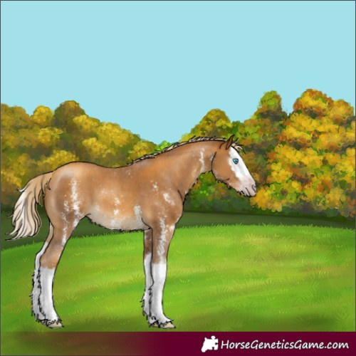 Horse Color:Gray Gold Cream Champagne Mushroom Sabino Splash 