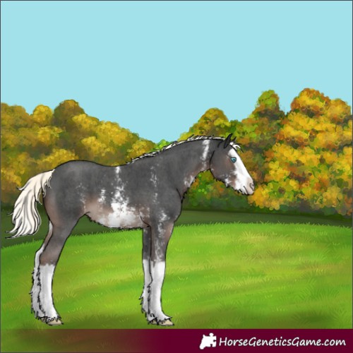 Horse Color:Liver Chestnut Mushroom Sabino Splash