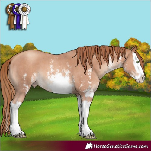 Horse Color:Gold Champagne Sabino Splash
