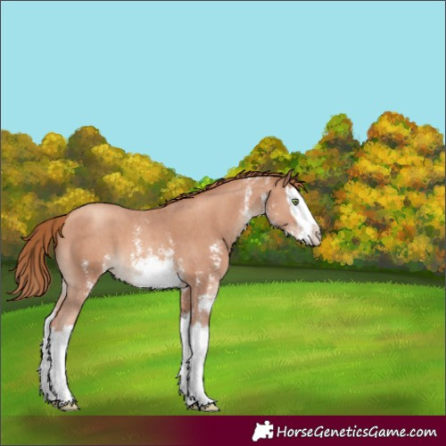 Horse Color:Gold Champagne Sabino Splash 