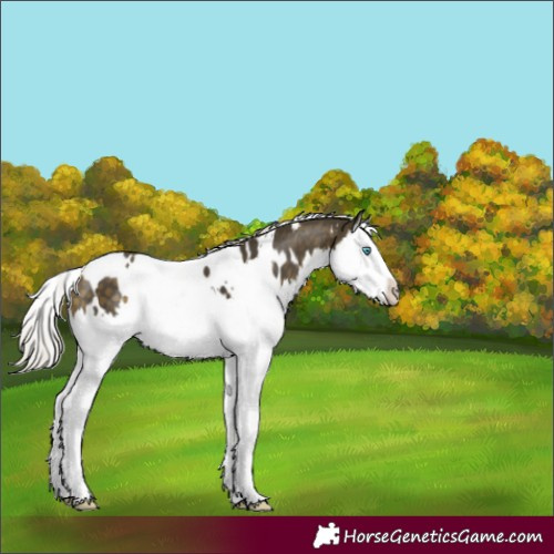 Horse Color:White Spotted Silver Buckskin Mushroom Splash 