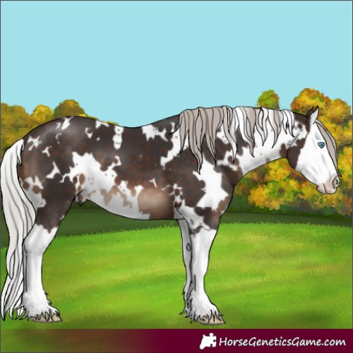 Horse Color:White Spotted Silver Brown Splash