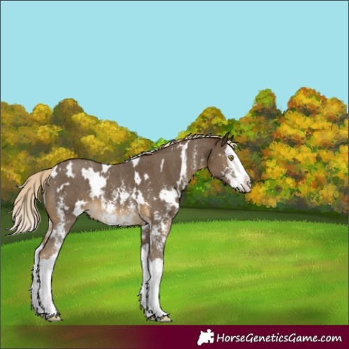 Horse Color:White Spotted Chocolate Palomino Mushroom Sabino Splash
