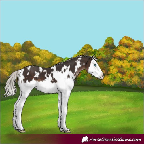 Horse Color:White Spotted Silver Brown Splash