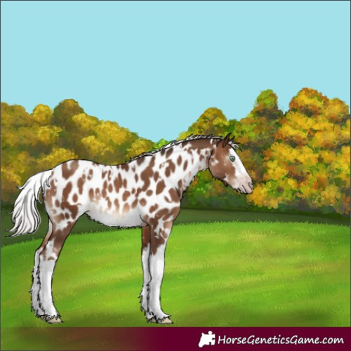Horse Color:Gray White Spotted Silver Sable Champagne Mushroom Splash Appaloosa