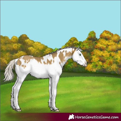 Horse Color:White Spotted Silver Sable Cream Champagne Mushroom Splash 