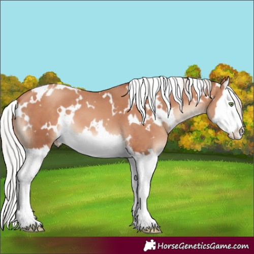 Horse Color:White Spotted Silver Sable Champagne Splash 