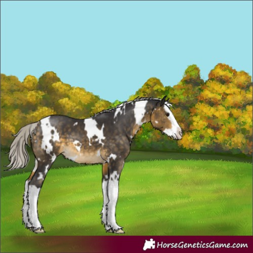 Horse Color:White Spotted Silver Buckskin Splash 