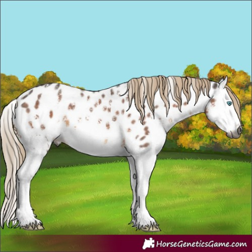 Horse Color:Gray Chocolate Palomino Sabino Splash Appaloosa 