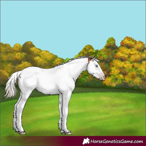 Horse Color:Gray Gold Champagne Mushroom Splash Tobiano 