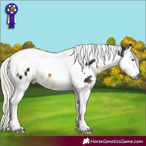 Horse Color:Gray White Spotted Silver Buckskin Mushroom Splash Tobiano Appaloosa 