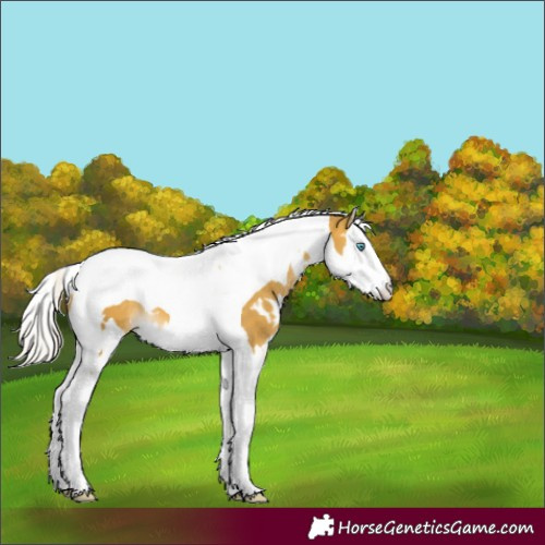 Horse Color:White Spotted Silver Sable Cream Champagne Mushroom Splash Tobiano 