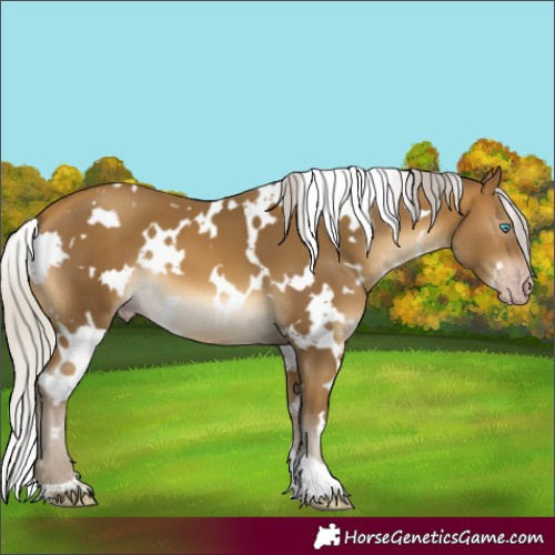 Horse Color:Gray White Spotted Silver Sable Cream Champagne Mushroom 