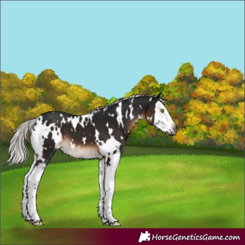 Horse Color:Gray White Spotted Silver Brown Mushroom Splash 