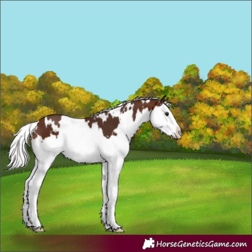 Horse Color:White Spotted Silver Bay Splash